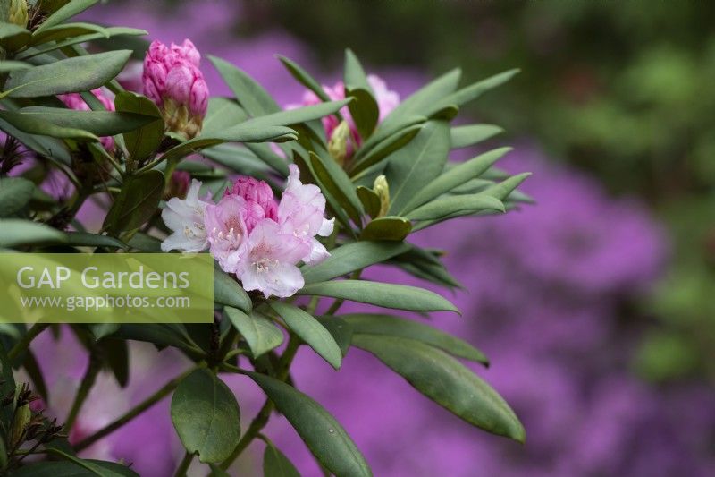 Rhododendron 'Beefeater'