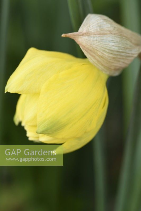 Narcissus  'Pencrebar'  Daffodil  Flower starting to open  Div.  4  Double  March
