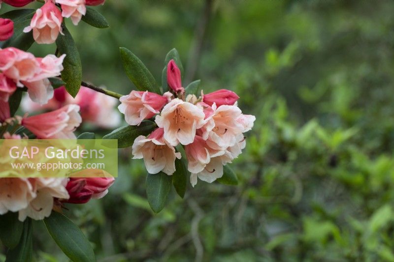 Rhododendron 'Chelsea seventy'