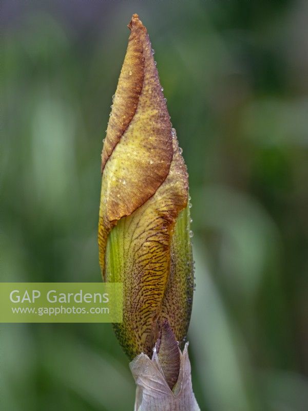 Tall Bearded Iris 'Evolution  Bud unfurling  Norfolk  June
