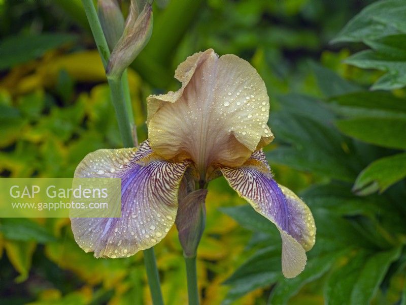 Tall Bearded Iris 'Evolution  Norfolk  June