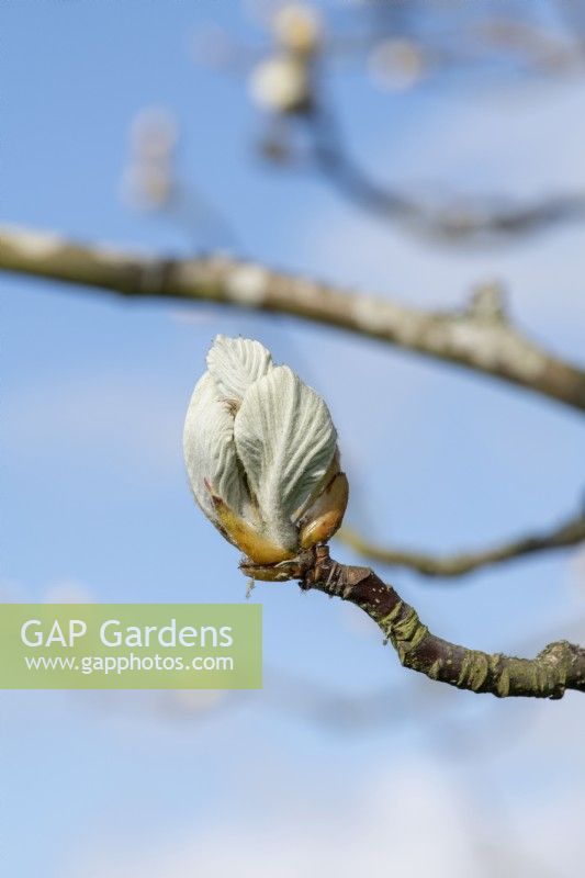 Sorbus thibetica 'John mitchell' - Tibetan Whitebeam tree leaf growth in spring