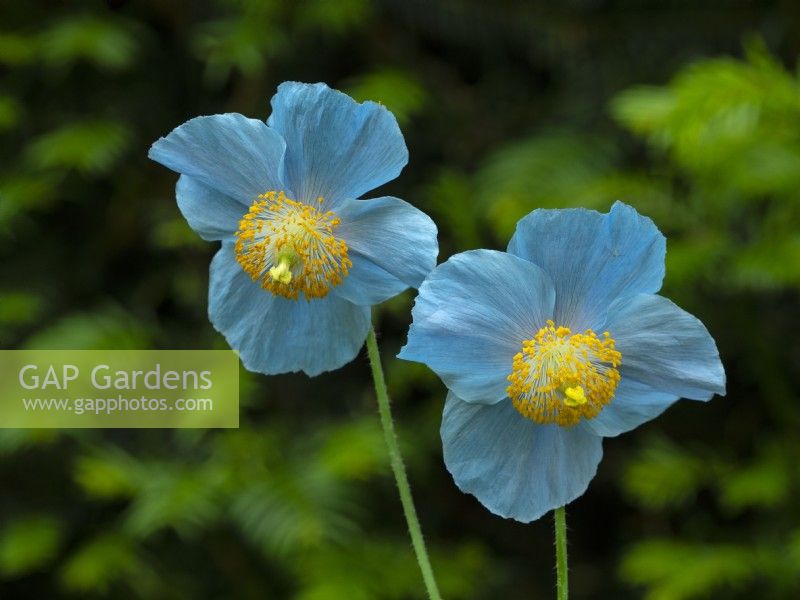 Meconopsis betonicifolia - blue Himalayan Poppy Norfolk, UK June