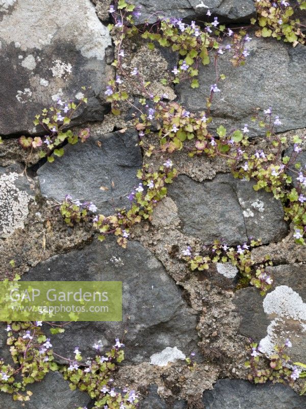 Cymbalaria muralis, ivy-leaved toadflax, Scotland; inner hebrides; May