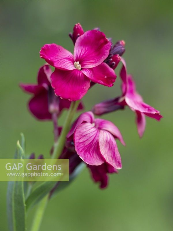 Erysimum cheiri 'Giant Pink' - Wallflower - May