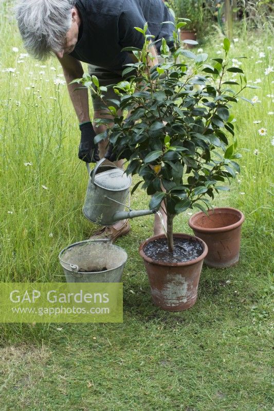 Man repotting Camellia - watering after repotting in June.