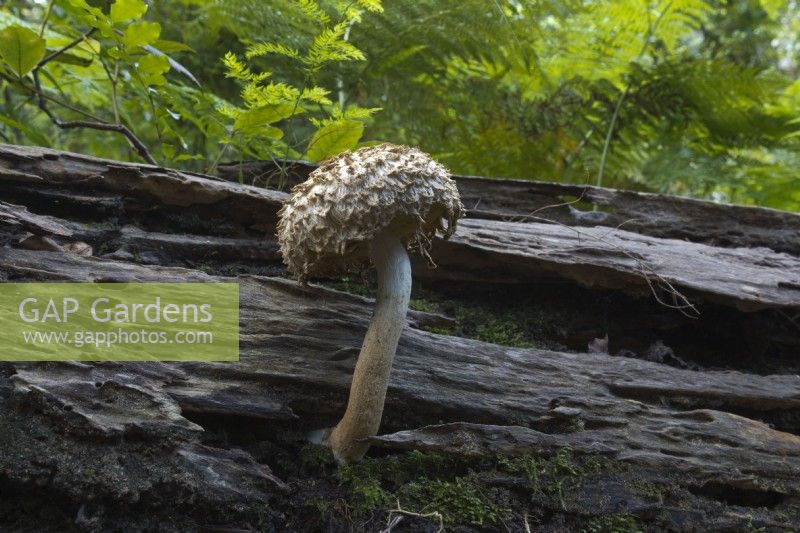 Boletellus emodensis Brown shaggy mushroom