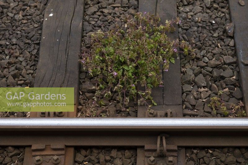  Geranium robertianum - Herb Robert growing between the rails of a railway 