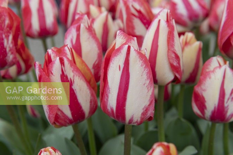 Tulipa 'Spryng Break' tulip