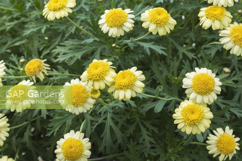 Argyranthemum frutescens - Marguerite Daisy flowers