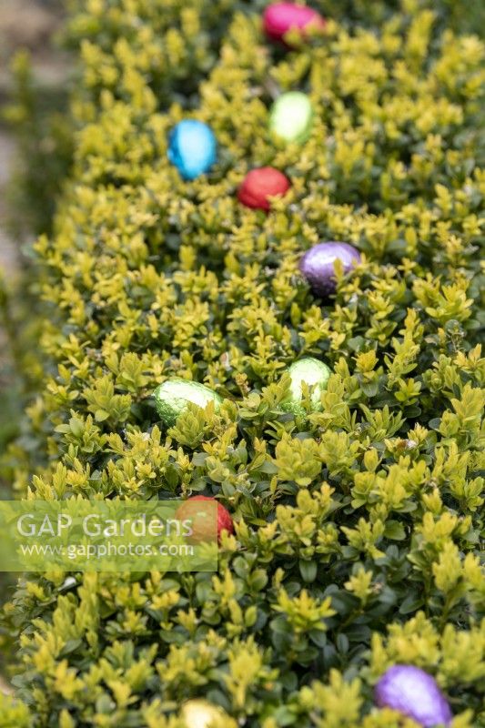 Colourful chocolate eggs at Easter in Buxus