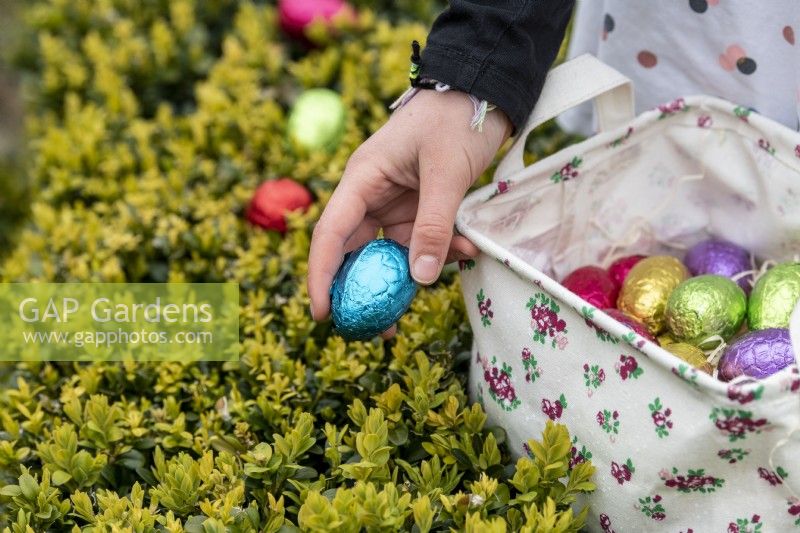 Child collecting colourful Easter eggs from Box hedge
