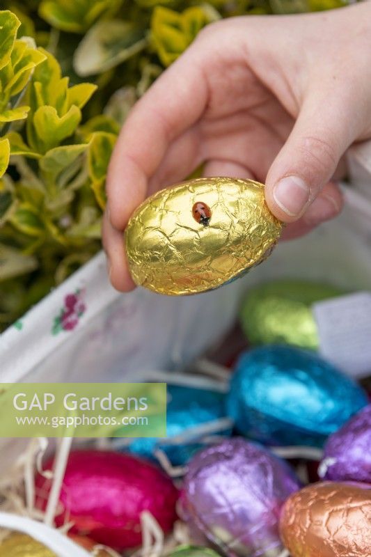 Child collecting gold chocolate egg with ladybird in basket at Easter