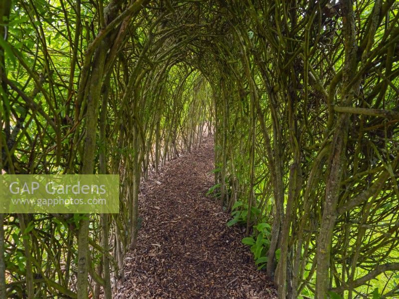 Living Willow tunnel made of Salix  coming into leaf  Norfolk  May