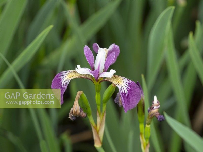 Iris spuria subsp. musulmanica  in flower Norfolk June
