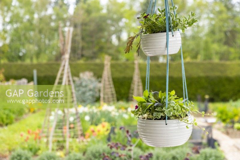 Plant hanger hanging in front of a garden