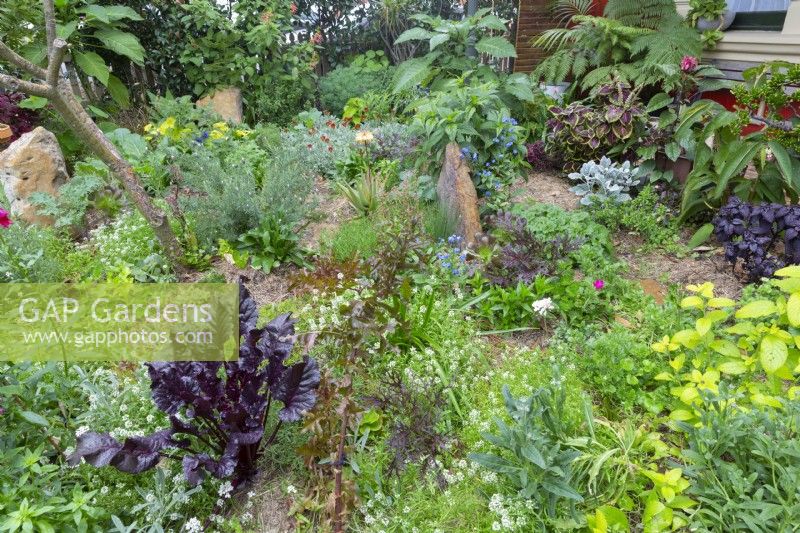 Contemporary style cottage garden showing a variety of colourful foliage plants