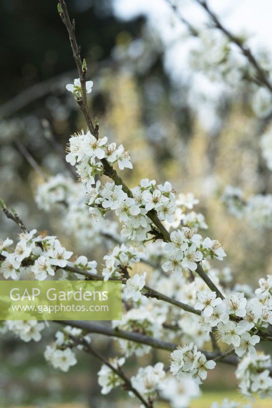 Prunus domestica 'Laxton's Jubilee' - Plum blossom