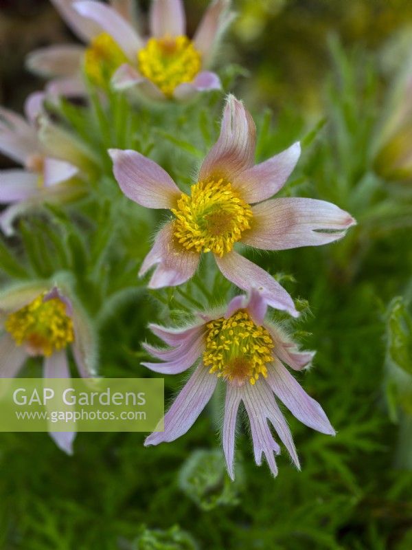 Pasque flower Pulsatilla vulgaris Barton's Pink  in flower  late march Norfolk