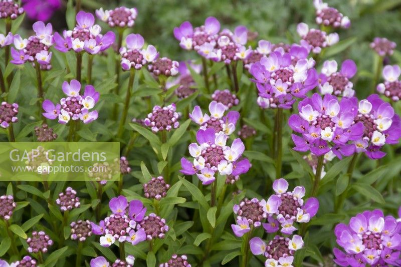 Iberis 'Absolutely Amethyst' - Candytuft - May