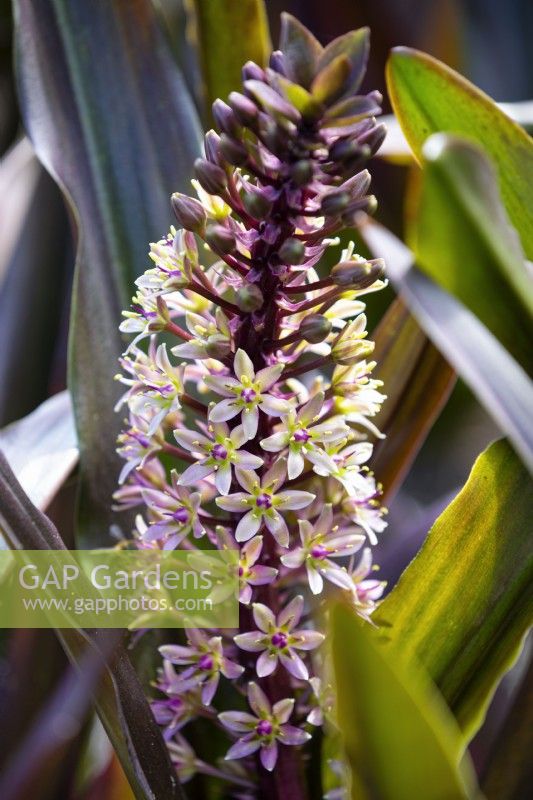 Eucomis comosa 'Sparkling Burgundy', Pineapple Lily. August.