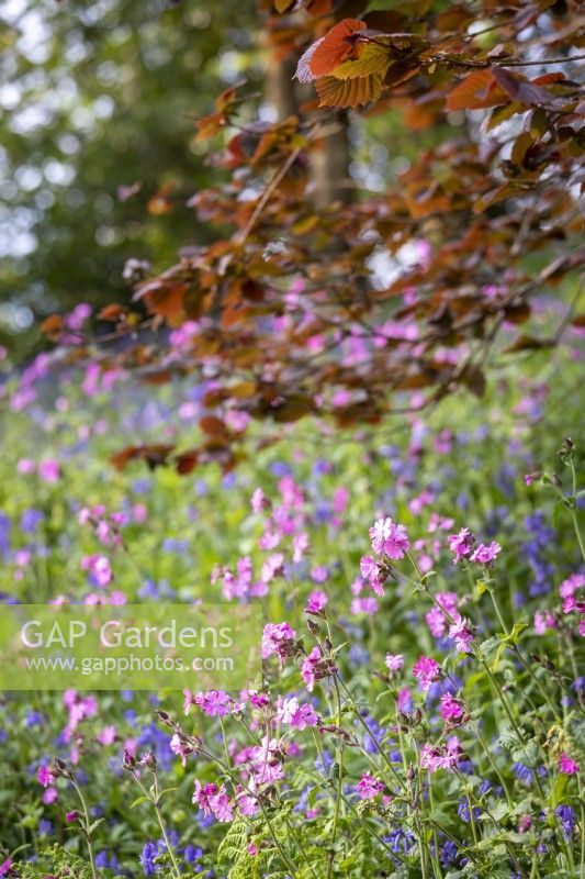Silene dioica, Red Campion beneath a canopy of Beech trees in the woodland garden
