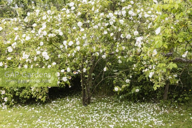 Rosa x 'Alba Semiplena'. White Rose of York. Grown in grass. June.