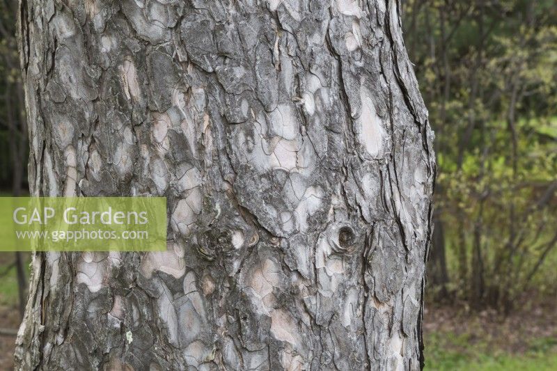 Pinus nigra var. laricio - Corsican Pine tree trunk with dark grey scaly bark, Quebec, Canada