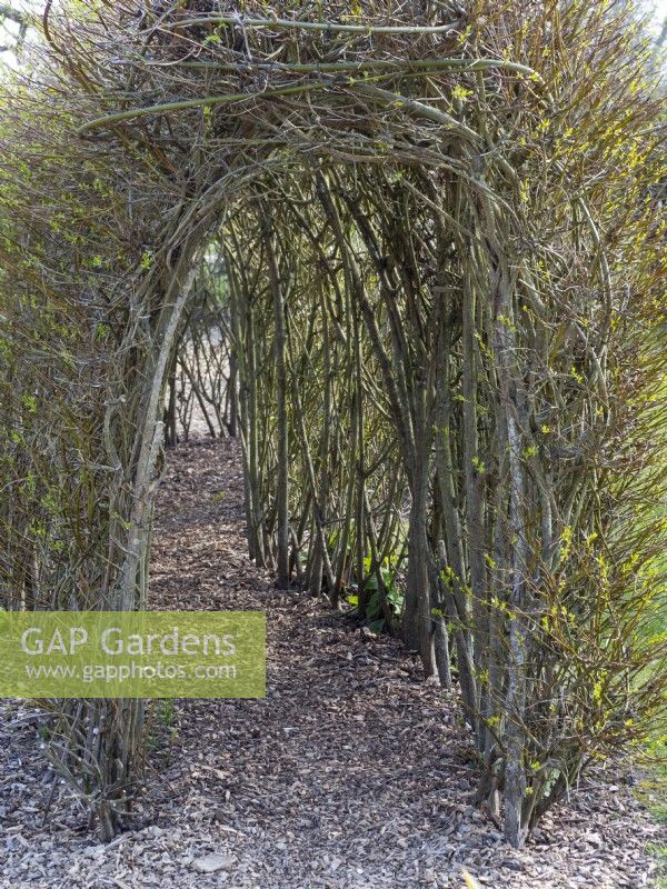 living Willow tunnel made of Salix  coming into leaf  Norfolk mid April