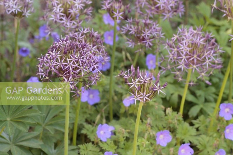 Allium christophii and Geranium 'Baby Blue' growing together in mixed border - May