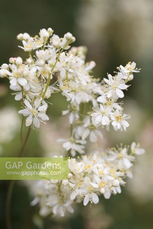 Filipendula vulgaris - Dropwort - June