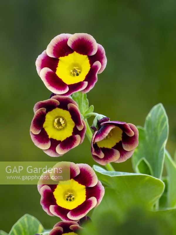Primula Auricula 'Beeches Variegated' early April   Norfolk