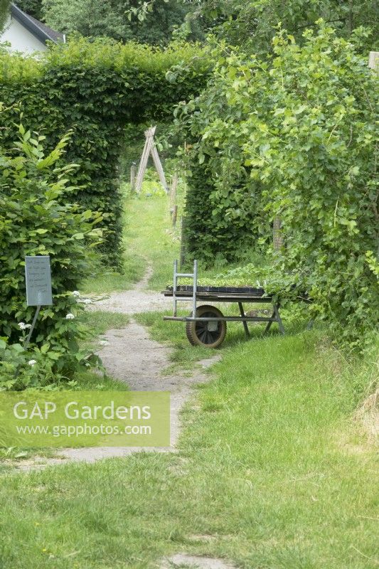 Wheelbarrow with plants waiting for planting. Hedge with gate to vegetable garden.