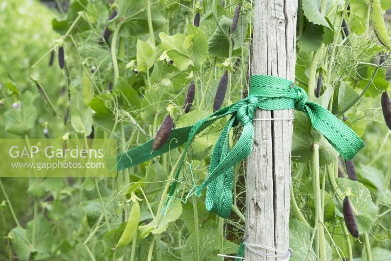 Row of Pisum sativum - Pea - plants supported by posts and thick ties.