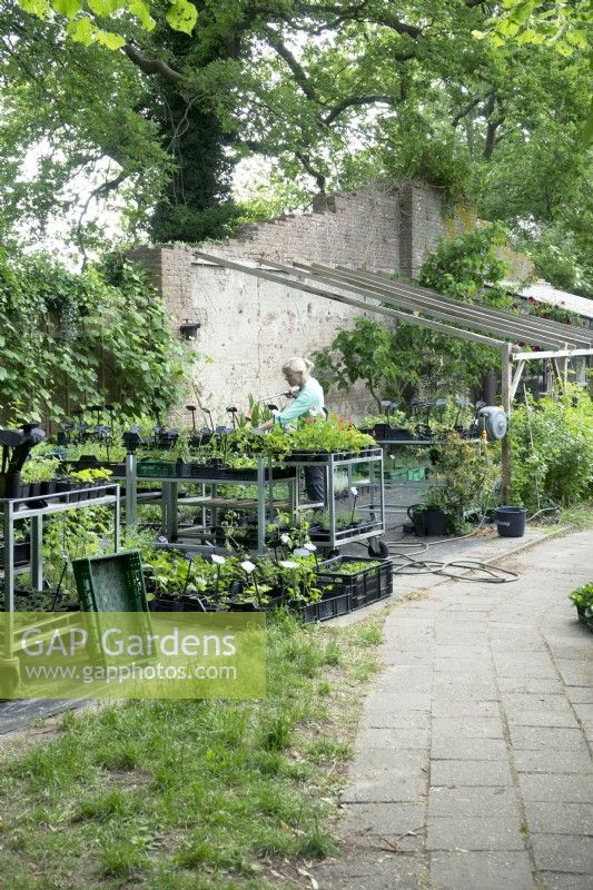 Plant sales area in walled garden, person watering in distance.