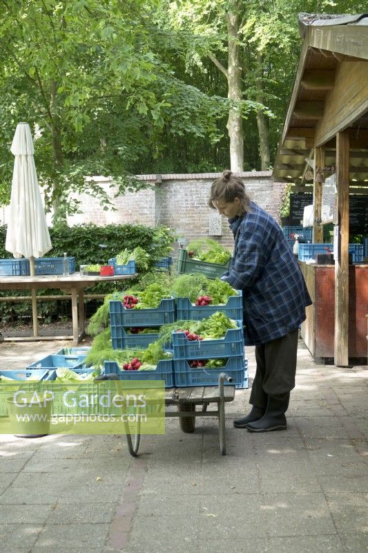 Volunteer working in the shop with crates filled with fresh vegetables.