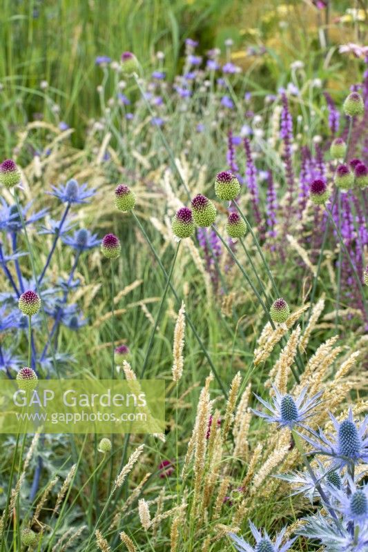 Allium sphaerocephalon with Melica ciliata and  Eryngium zabelii 'Big Blue' - Iconic Horticultural Hero Garden by Tom Stuart-Smith - RHS Hampton Court Palace Festival 2021