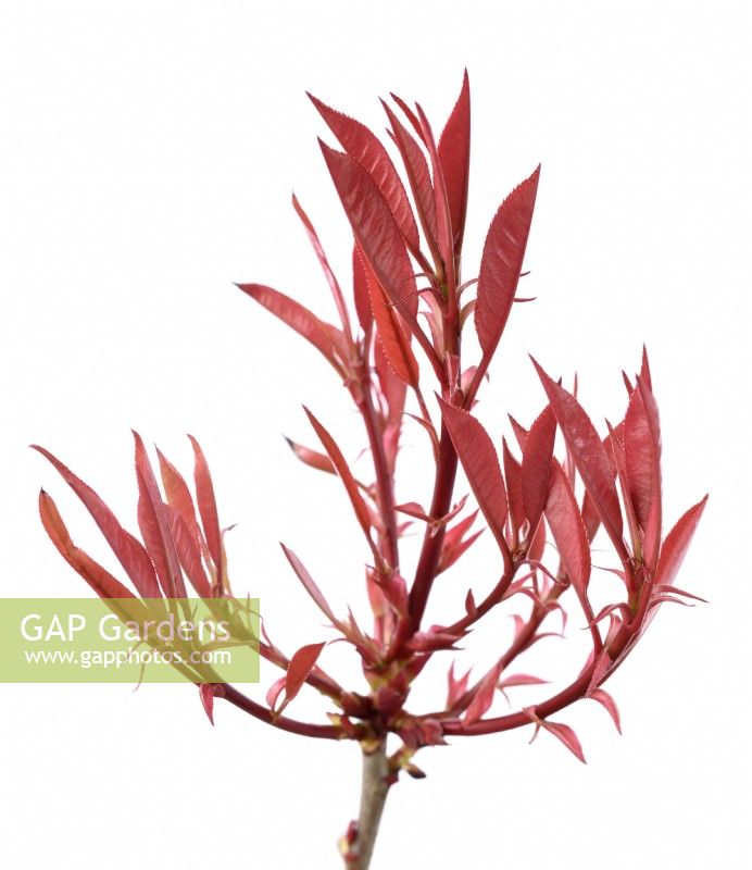 Photinia x fraseri 'Red Robin' Spring growth March
