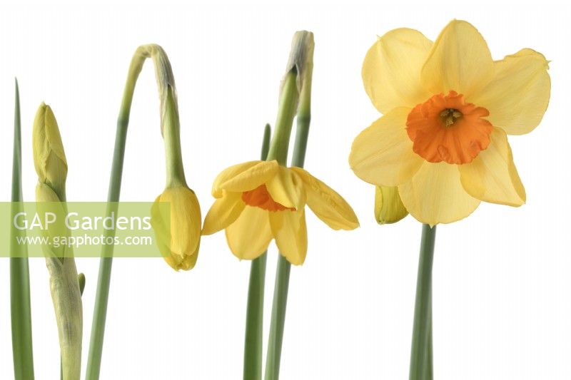 Narcissus  'Kedron'  Daffodil  Div. 7  Jonquilla  Flowers at different stages of growth  April
