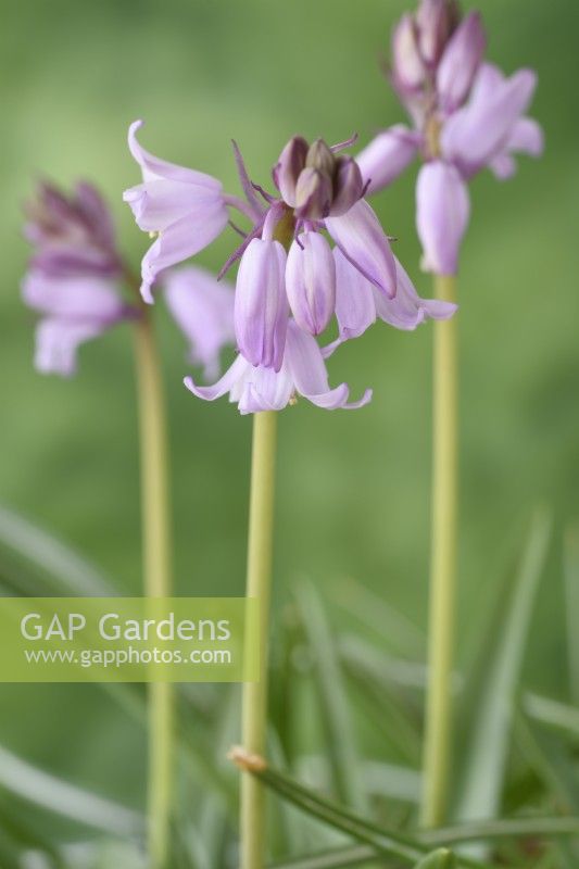 Hyacinthoides hispanica  'Queen of the Pinks'  Pink Spanish bluebell  May
