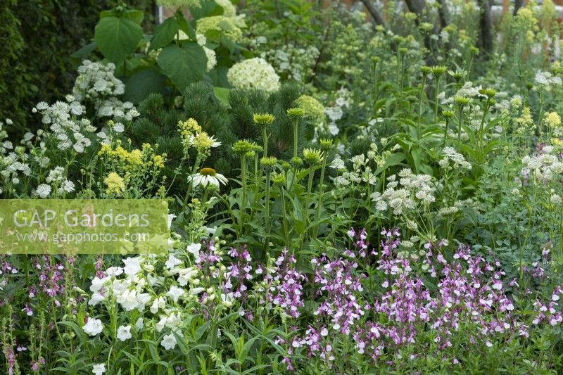 The Viking Friluftsliv Garden. Soft planting in shades of pink, pale yellow, greens and white with penstemons, astrantias, coneflowers, thalictrum and salvias.