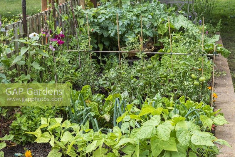 A raised bed of beans, onions, tomatoes, potatoes, carrots and beetroot.