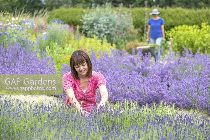 Woman picking Lavandula 'Hidcote' - Lavender with woman gardening in background