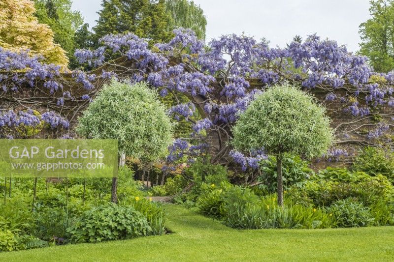 Walled garden with Wisteria sinensis in flower and grass path flanked by a pair of standard Pyrus salicifolia 'Pendula' - Weeping Pear - to moon gate in wall 