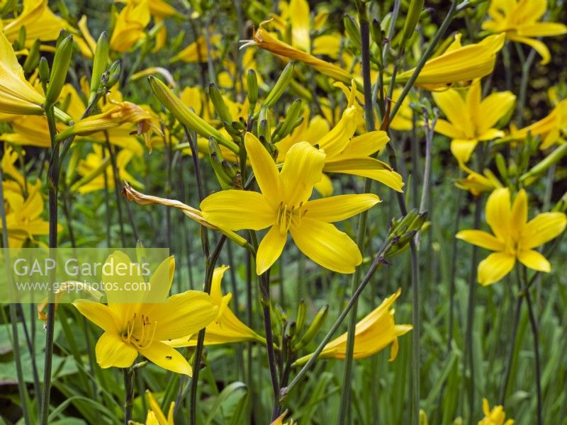 Hemerocallis 'Absolute Zero' - Day Lily 'Absolute Zero'  in flower early July 