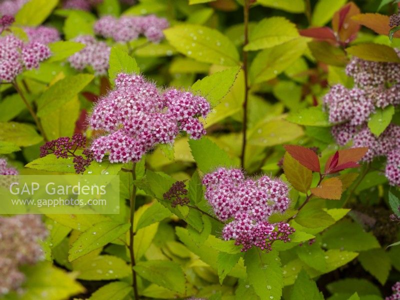 Spiraea 'Tracy'  flowers and foliage July Norfolk