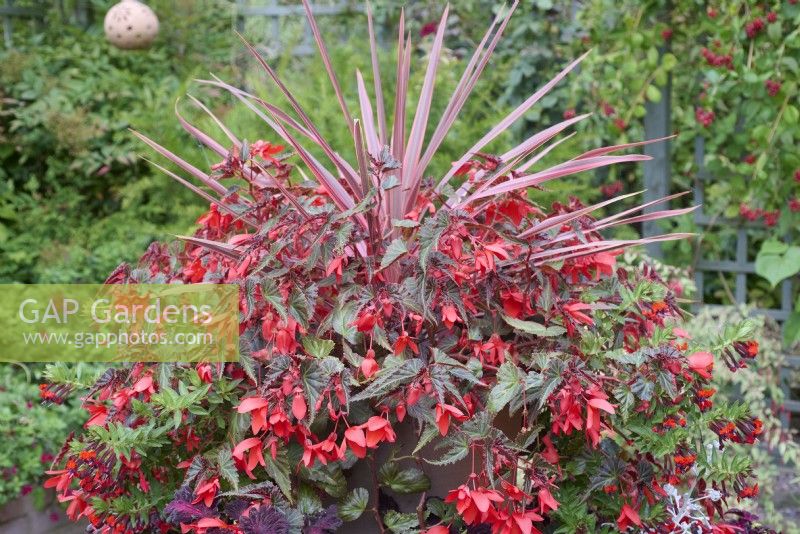 Cuphea llavea 'Torpedo', Begonia Million Kisses Amour and Cordyine australis 'Cherry Sensation' in a pot