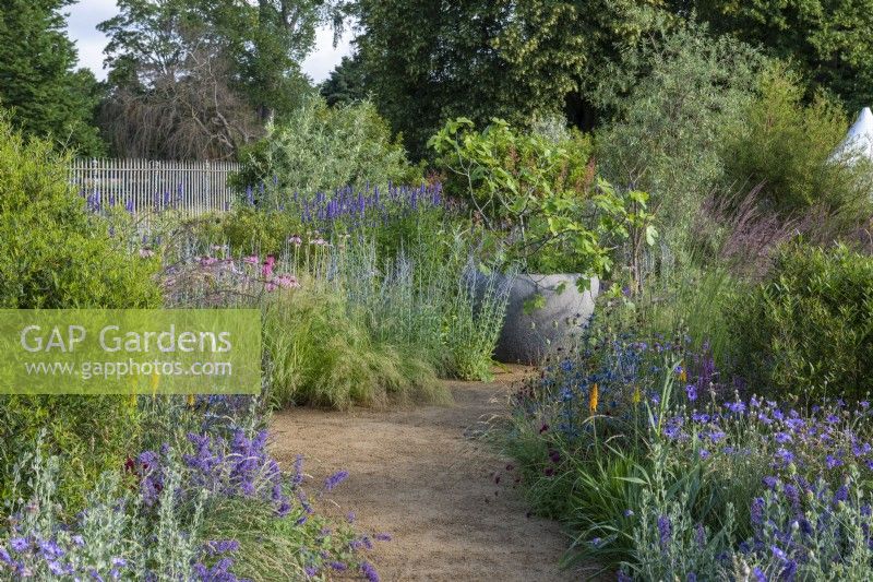 Iconic Horticultural Hero Garden. A Climate Resilient Perennial Meadow. Hampton Court Flower Festival 2021. A path leads to a fig tree in a large pot, passing borders planted with kniphofia, agastache, nepeta, perovskia, echinacea, achillea, catanache and ornamental grasses.