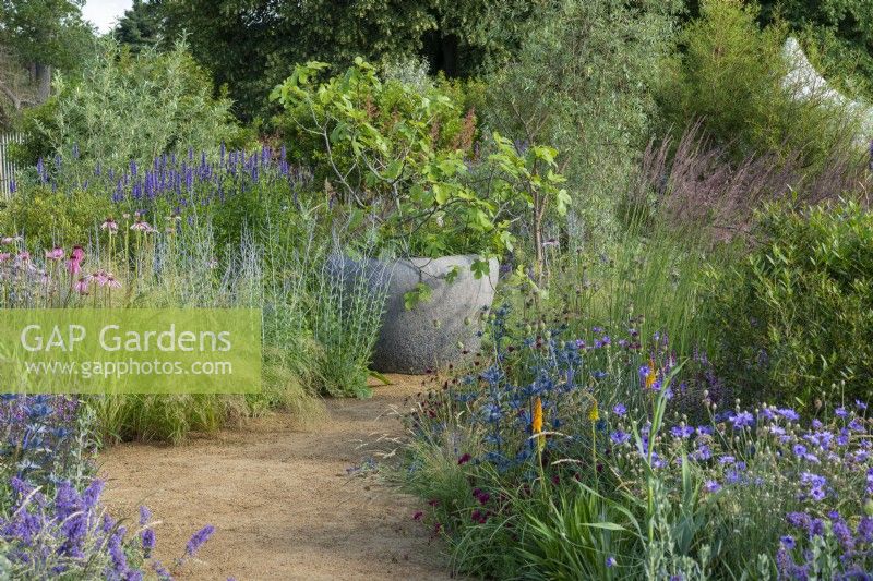 Iconic Horticultural Hero Garden. A Climate Resilient Perennial Meadow. Hampton Court Flower Festival 2021. A path leads to a fig tree in a large pot, passing borders planted with eryngium, agastache, nepeta, perovskia, echinacea, catanache and ornamental grasses.