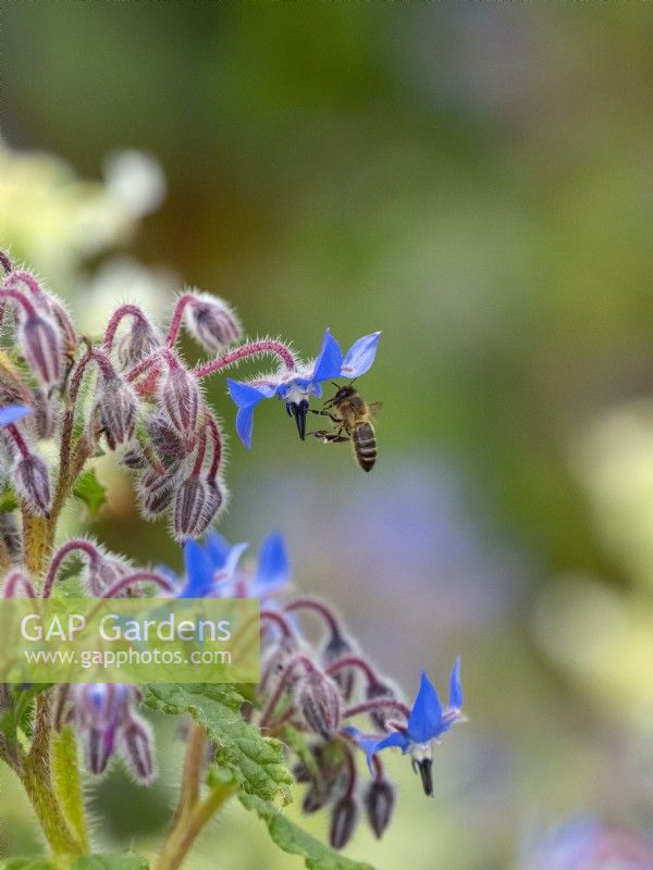 Borago officinalis and Honey bee Apis mellifera April Norfolk